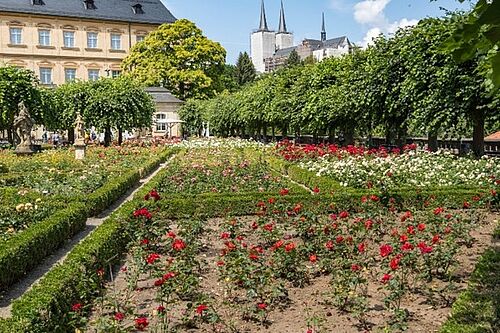 Rosengarten in der neuen Residenz