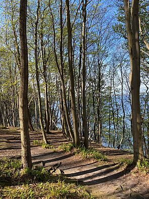 Mischwald an der Steilküste